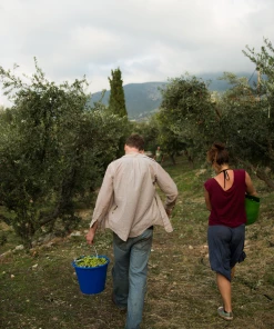 Honest Toil Extra Virgin Olive Oil 500ml Ingredients