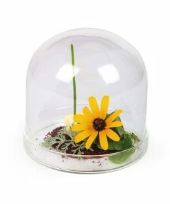 Portuguese Tableware Large Domed Glass Cloche X 2 - 11cm Dia Molecular Gastronomy Supplies