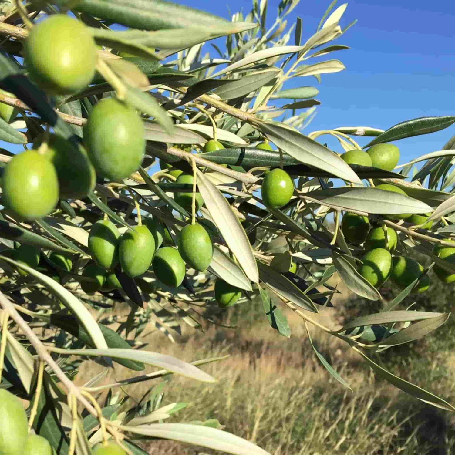 Ingredients Grand Brahis Vert AOP Vallee Des Baux De Provence Extra Virgin Olive Oil 500ml 4 Ingredients Grand Brahis Vert AOP Vallee Des Baux De Provence Extra Virgin Olive Oil 500ml