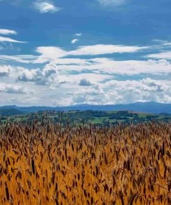 Ingredients Mulino Marino Organic 00 Flour 1kg 9 Ingredients Mulino Marino Organic 00 Flour 1kg